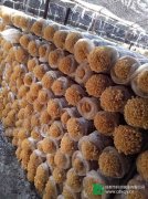 金针菇菌种